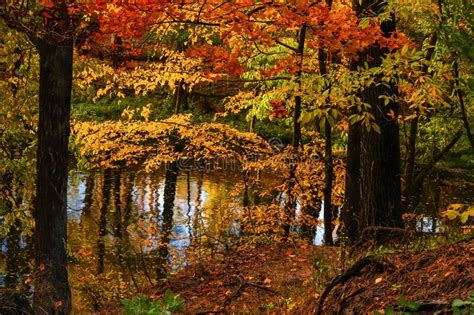 Beautiful Tranquil Autumn Nature In Quite Forest Colorful Trees Above