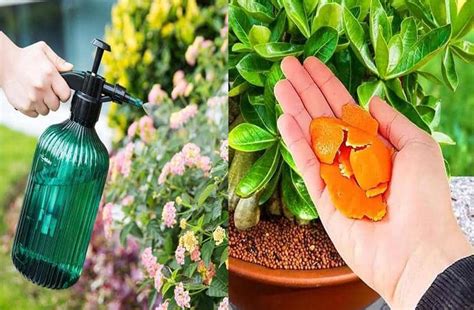 Ways To Use Orange Peels To Keep Garden Pests Away Global Gardening