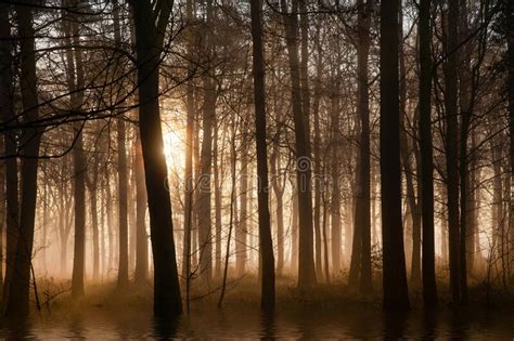 Winter Forest At Sunrise With Mist And Fog Stock Photo Image Of Early