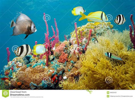 Colored Underwater Marine Life In A Coral Reef Stock Image