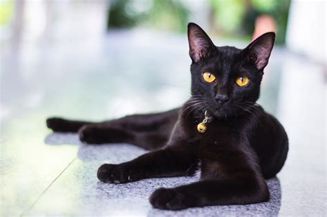 The Cuddlywumps Cat Chronicles Black Cat Syndrome May Be