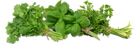 Collection of Herbs HD PNG. | PlusPNG