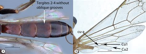 Revision Of The Endemic Afrotropical Genus Tetractenion Hymenoptera