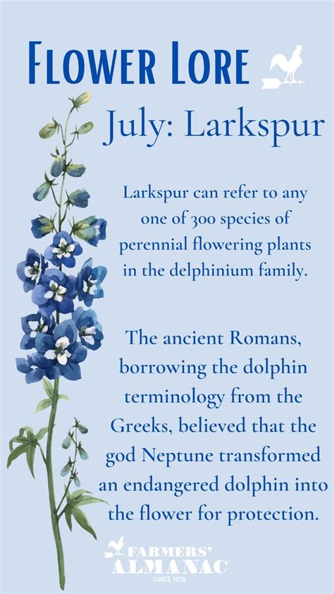 July Flower Lore Larkspur And Water Lily In 2021 Larkspur Larkspur
