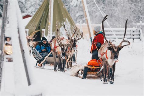 Reindeer Tours Apukka Resort Rovaniemi Lapland