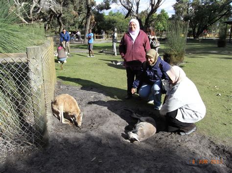 Tempat menarik di benua australia selanjutnya adalah perth zoo. Entri Percutian Saya...: Tempat-tempat menarik di Perth
