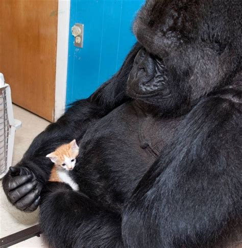 15 Unlikely Animal Friends Stories Photo Lol Me