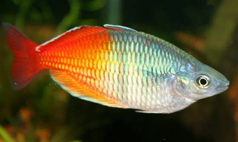 Do you have room for more fish, or would you rehome the ones you have? Rainbow Fish - Melanotaeniidae | TROPICAL FISH