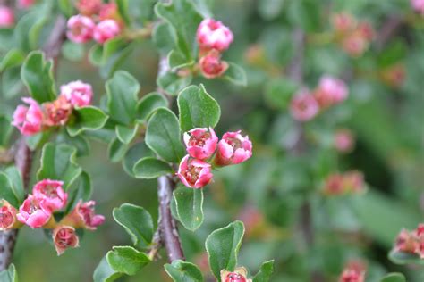 Cranberry Cotoneaster Is A Deciduous Shrub With Bright Red Berries