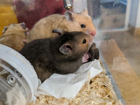 Baby Syrian Hamsters Rescue Litter In Plymouth Devon Gumtree