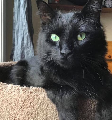 Black Cat Adoptions Why We Dont Adopt Out Black Cats In October