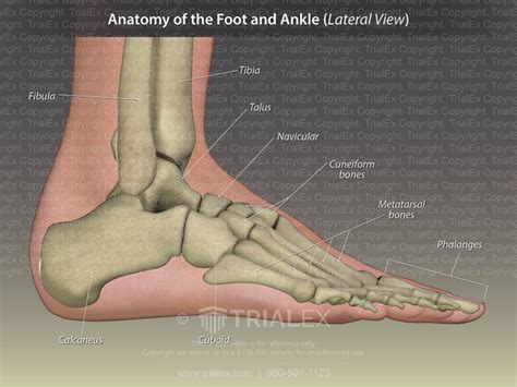 Anatomy Of The Foot And Ankle Lateral View Trialexhibits Inc