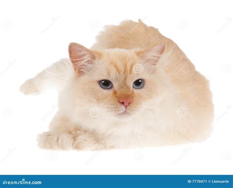 Ragdoll Red Point Cat Isolated Stock Image Image Of Kittens Pets