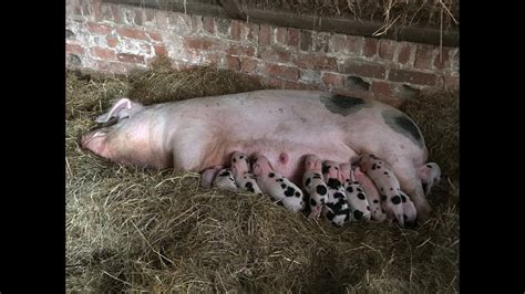Pig Giving Birth Gloucestershire Old Spot Sow Farrowing Youtube