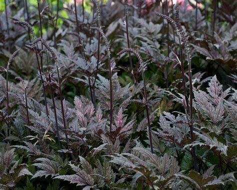 Actaea Simplex Pink Spike Bare Roots — Buy Pink Baneberry Online At