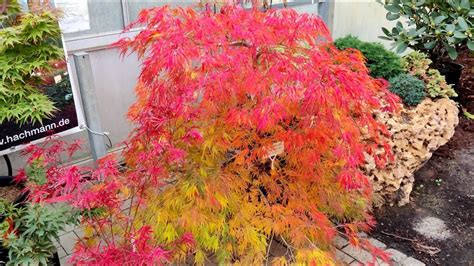 Japanese Maples Fall Color Festival 2021 Part 2 At Baumschule