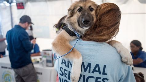 Animal Shelters Near Me Accepting Volunteers - SANIMALE