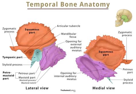 Temporal Bone Location Functions Anatomy Labeled Diagram