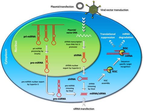 overview of rna interference pathways the rna interference pathway is download scientific