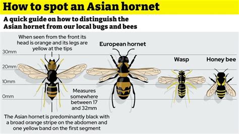 Is The Asian Hornet Sting Dangerous How It Compares To European Hornet And What To Do If You