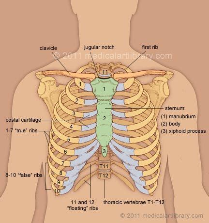 Each pair is numbered based on their attachment to the sternum, a bony process at the front of the rib cage which serves as an anchor point. Rib Cage | Thoracic vertebrae, Thoracic, Thoracic cavity