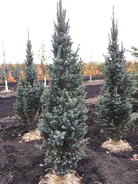 Columnar Blue Spruce Evergreen Colorado Blue Spruce Evergreen Shrubs