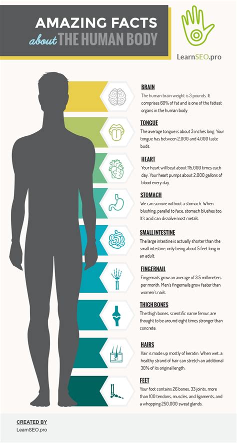 10 Facts About Human Body