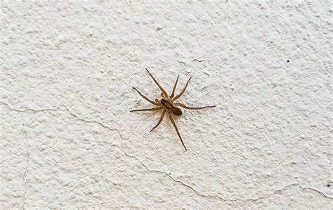 Blog Eight Simple Spider Control Tips For Oklahoma City Homes