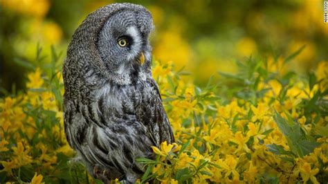 Superb Owl Meme Owl Photos Are Flooding The Internet Ahead Of The