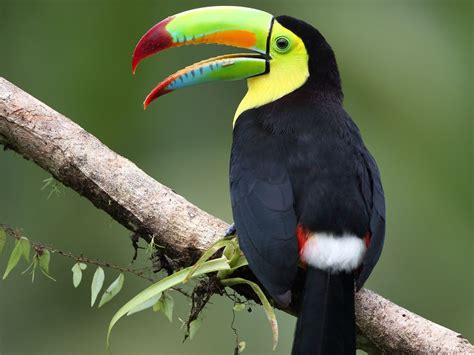 Keel Billed Toucan In Costa Rica Smithsonian Photo Contest