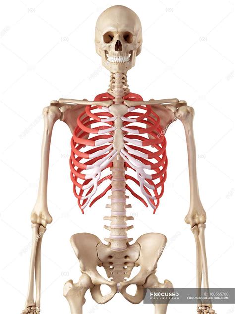 The head is wedge shaped and has two articular facets separated by a wedge of bone. Human rib cage anatomy — computer artwork, biological - Stock Photo | #160565768