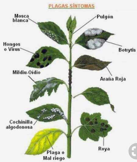 Ver más ideas sobre plantas, plagas en las plantas, cultivo de plantas. Cómo identificar y combatir plagas y enfermedades en las ...