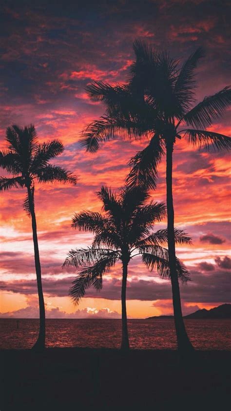 Palm Trees And The Summer Sunset Pin Tree Sunset Wallpaper