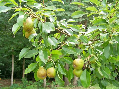 My Journey To Mindfulness Pear Tree