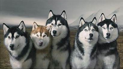 Husky Siberian Wallpapers Puppies Huskies Pup Brown