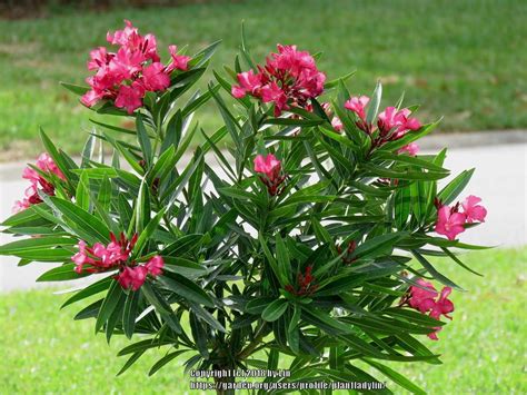 Oleander American College Of Veterinary Pharmacists