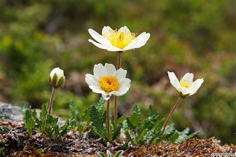 Flora Wild Flowers In Norway Images Bente Haarstad Photography