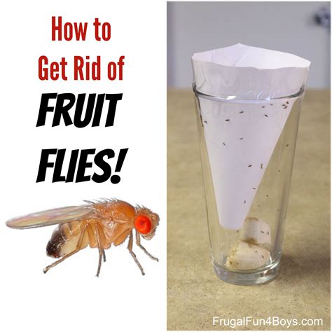 How To Get Rid Of Fruit Flies Frugal Fun For Boys And Girls Fruit