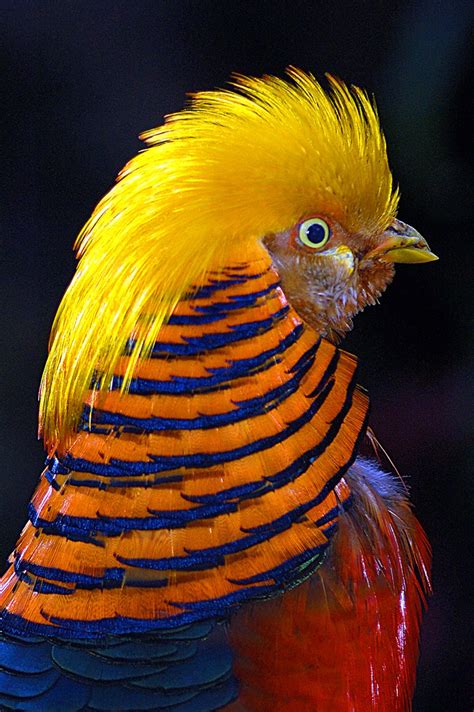Golden Pheasant The Animal Facts Diet Habitat Appearance Facts More