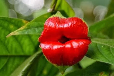 Hookers Lips The Worlds Most Kissable Plant Stunning Interesting