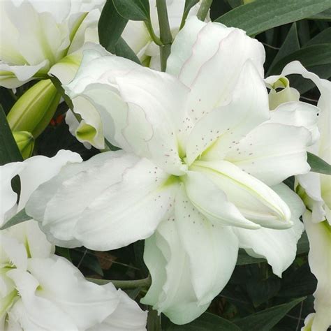 Buy Lotus Lily Bulb Lilium Lotus Beauty £16 Delivery By Crocus