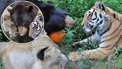 Usa Tiger Bär Und Löwe Sind Unzertrennlich Freizeit Tierecke