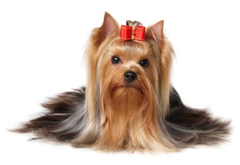 Yorkshire Terrier Dog Breed Information Pictures And More