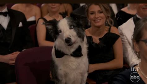 Messi The Dog From Anatomy Of A Fall At Oscars Robert Downey Jr Reax