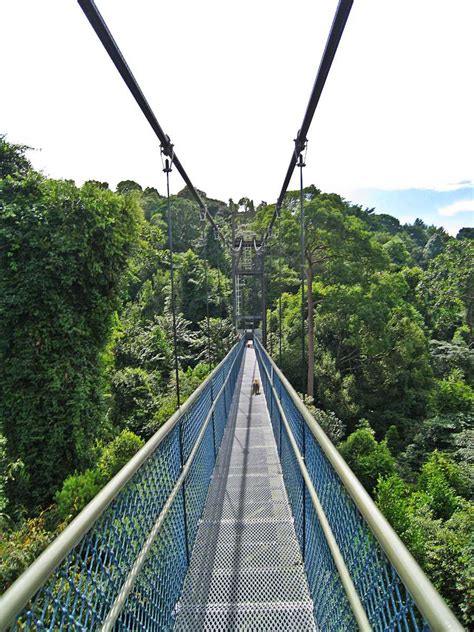 Macritchie trails allow you to explore macritchie, with information about the various routes and places of interest, while simultaneously displaying your current location! MacRitchie Reservoir Park Singapore - Treetop Walk, Trail ...