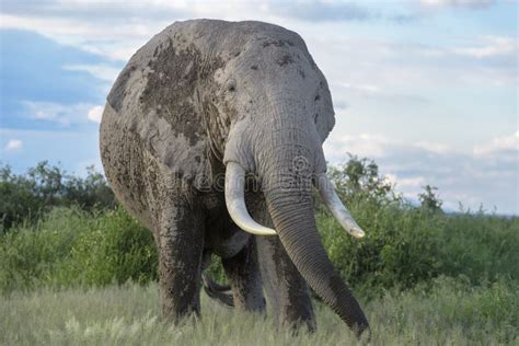 448 African Elephant Bull Eating Stock Photos Free And Royalty Free