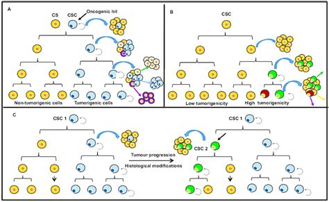 Two Models For Tumour Heterogeneity And Propagation A In The Cancer