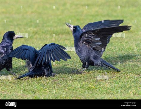 Rookery Crow Hi Res Stock Photography And Images Alamy