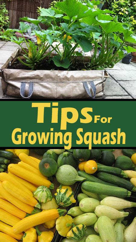 How To Grow Squash 7 Different Tips And Guide To Grow Your Own Squash