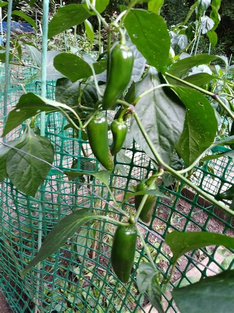 Pepper Hot Jalapeno Organic Heirloom Seeds 2021